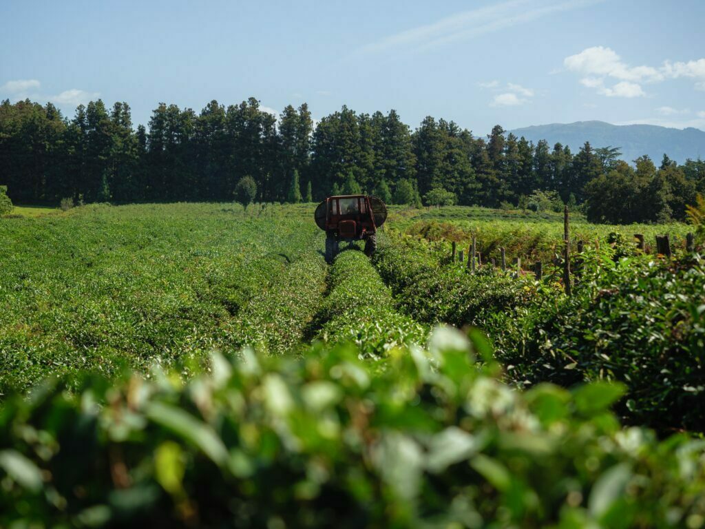 Georgian Tea plantations in Anaseuli, Guria